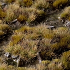 Marshland Set - Gamer's Grass