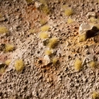 Tiny Beige 2mm Tufts - Gamer's Grass