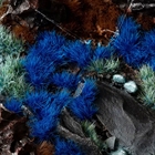Alien Blue Tufts - Gamer's Grass