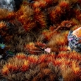 Alien Fire Tufts - Gamer's Grass