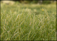 Static Grass