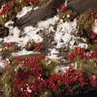 Laliguras Flowers - Gamer's Grass