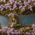 Lavender Flowers - Gamer's Grass