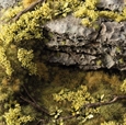 Light Green Shrubs - Gamer's Grass