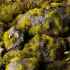 Moss 2mm - Gamer's Grass