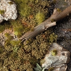 Swamp Shrubs - Gamer's Grass