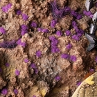 Tiny Alien Purple 2mm Tufts - Gamer's Grass